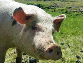 Close-up of a pig on field