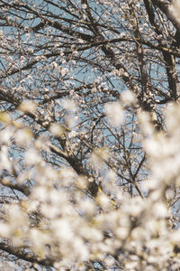 Low angle view of snow on tree