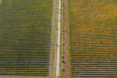 Full frame shot of agricultural field