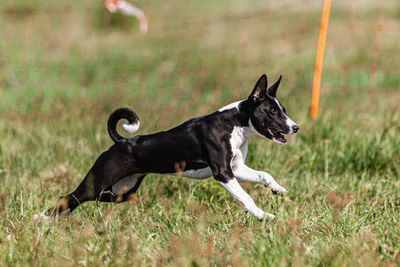 Dog running on field