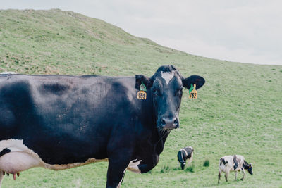 Cows grazing in a field