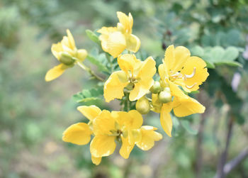 Close-up of yellow flowering plant