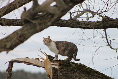 Low angle portrait of cat on tree against sky