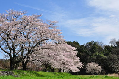 Trees on field against sky