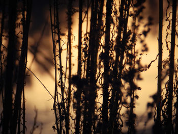 Close-up of silhouette trees against sky at sunset
