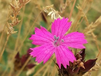 Close-up of pink flowers