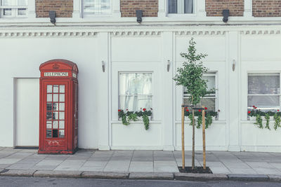 Potted plant on sidewalk against building