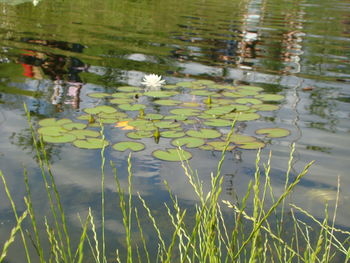 Lotus water lily in lake