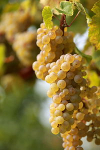 Close-up of grapes hanging outdoors