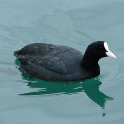Birds in water