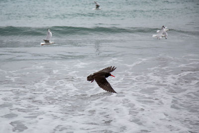 Black seagull flying over sea