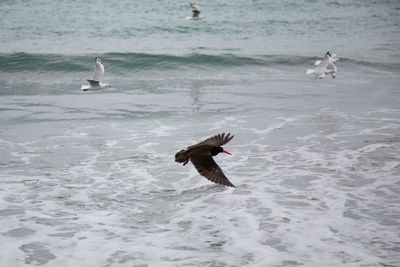 Bird flying over sea