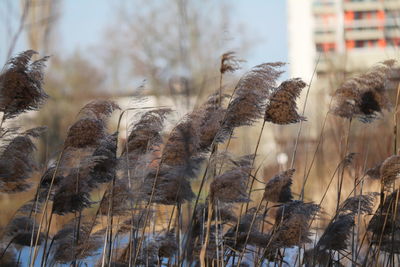 Close-up of dry plants on field against the sky