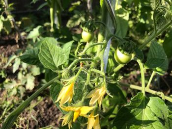 Close-up of flower buds growing in farm