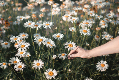 Close-up of hand holding daisy on field