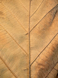 Full frame shot of textured wood