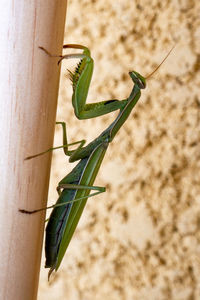 Close-up of insect on wall