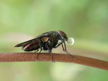 Close-up of insect