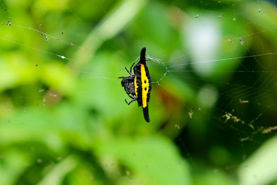 Close-up of spider on web