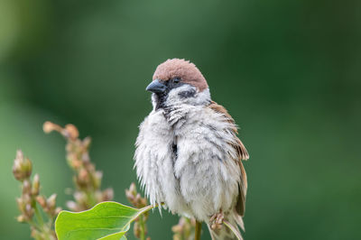 Close-up of bird perching on plant