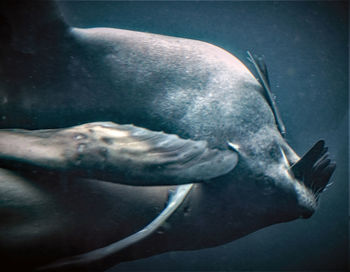 Close-up of man swimming in sea