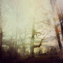 Trees in foggy weather