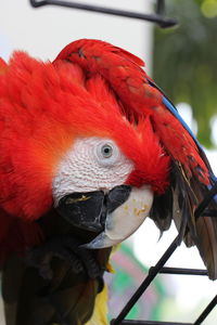 Close-up of a parrot