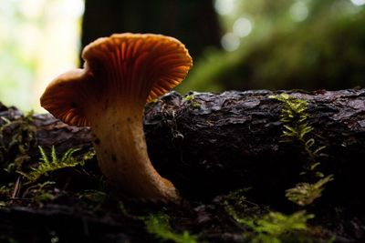 Close-up of mushrooms growing on tree