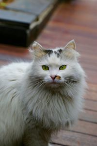 Close-up portrait of cat