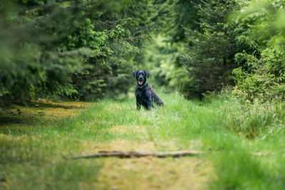 Distance portrait of a black labrador dog in beautiful green forest pathway