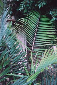High angle view of palm trees in yard