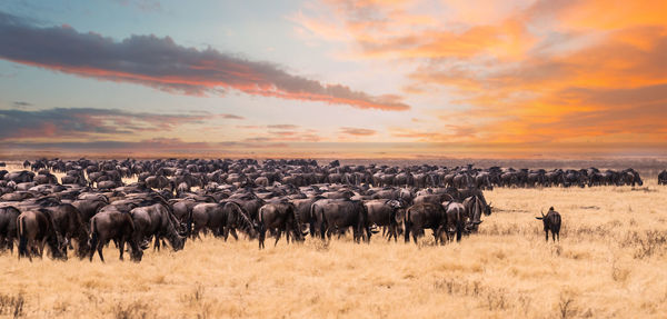 Flock of sheep in a field