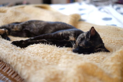 Close-up of kitten sleeping on bed