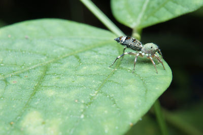 Close-up of insect on leaf