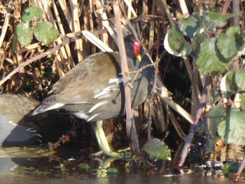 View of birds in lake