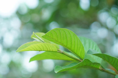 Close-up of fresh green leaves