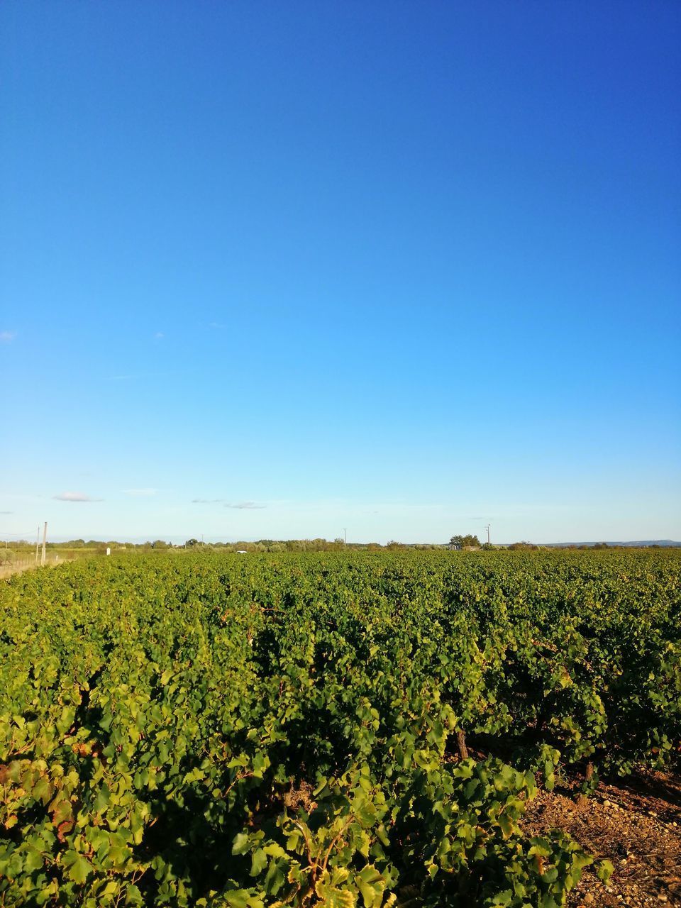 SCENIC VIEW OF FIELD AGAINST CLEAR SKY