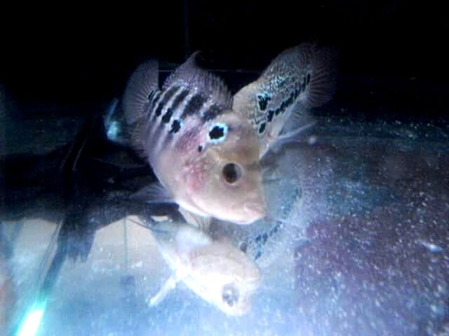 FISH SWIMMING IN AQUARIUM