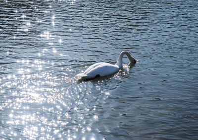 Swan swimming in lake