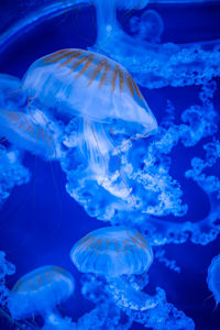 Jellyfish swimming in sea