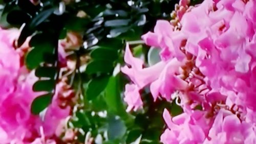 Close-up of pink flowers
