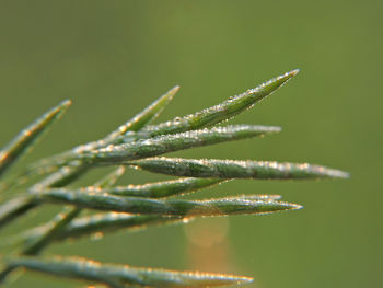 Close-up of wet plant