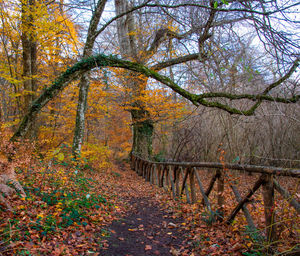 Trees in forest during autumn