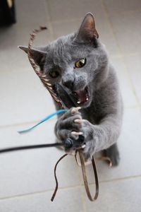 High angle portrait of cat on floor at home