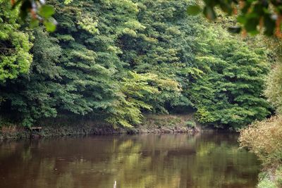 Scenic view of lake in forest