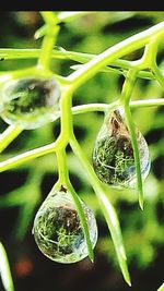 Close-up of snake on plant