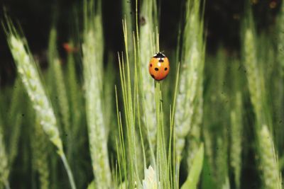 Close-up of ladybug on plant