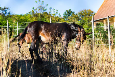 Horse standing in a field