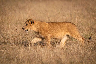 Young male lion in profile crosses savannah