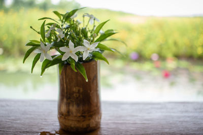 Close-up of potted plant on table